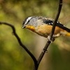 Pardalot teckovany - Pardalotus punctatus - Spotted Pardalote 7980